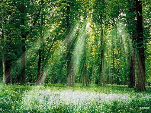 samir jajjawi prozess berartung für firmen. Der Wald mit dem Licht auf dem Foto steht für outplacement